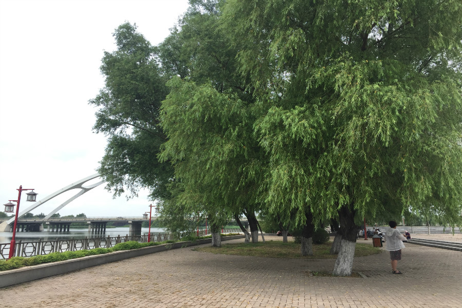 蒲河文化广场
